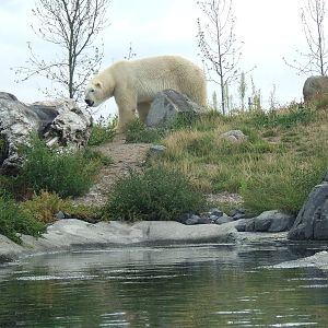 Polar Bear in Arctica