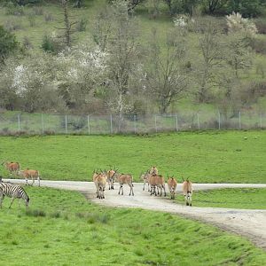 African Area - Eland Herd