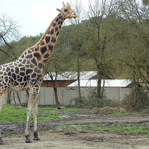 African Area - Giraffe