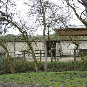 African Area - Elephant Enclosure