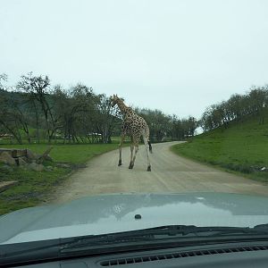 African Area - Giraffe Versus Vehicle!
