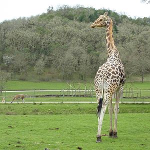 African Area - Giraffe