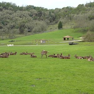 Asian Area - Sika + White Fallow Deer