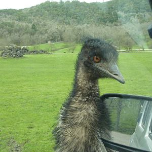 Asian Area - Emu