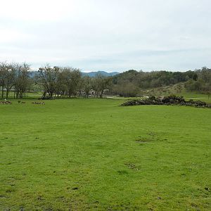 Asian Area - Sika Deer