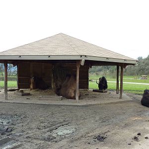 Asian Area - Yaks + Bactrian Camels