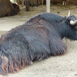 Asian Area - Yak