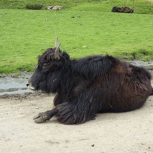 Asian Area - Yak