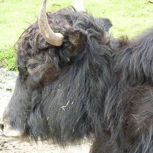 Asian Area - Yak