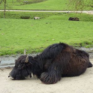 Asian Area - Yak