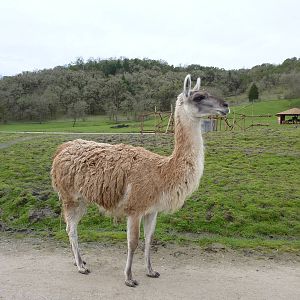 Asian Area - Guanaco