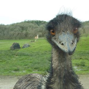 Asian Area - Inquisitive Emu