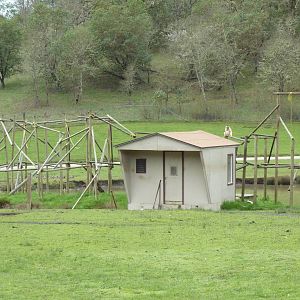 Asian Area - White-Cheeked Gibbon Exhibit