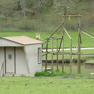Asian Area - White-Cheeked Gibbon Exhibit