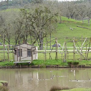 Asian Area -  White-Cheeked Gibbon Exhibit