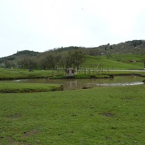 Asian Area - White-Cheeked Gibbon Exhibit