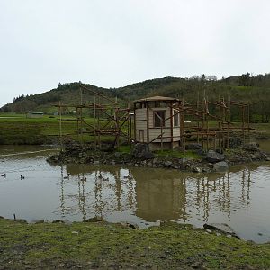 Asian Area - Siamang Exhibit