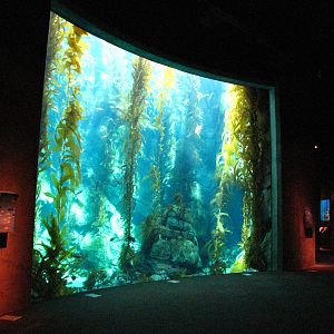 Kelp Forest - Large Viewing Window