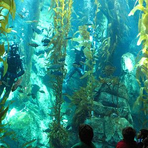 Kelp Forest