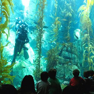 Kelp Forest