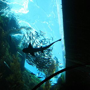 Kelp Forest