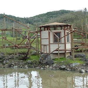 Asian Area -Siamang Exhibit
