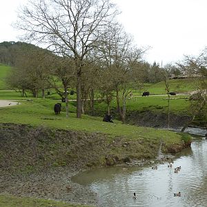 Asian Area -Yaks + Guanacos