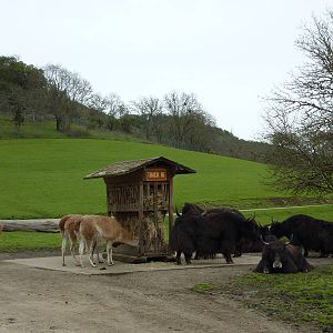 Asian Area -Yaks + Guanacos