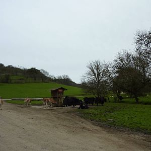 Asian Area -Yaks + Guanacos