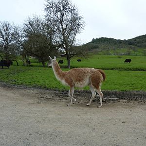 Asian Area -Yaks + Guanacos