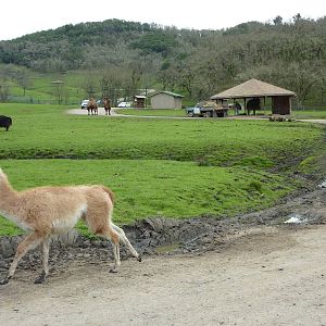 Asian Area -Guanaco