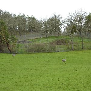 Asian Area -Rheas + Off-Exhibit Cheetah Pens