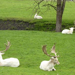 Asian Area -White Fallow Deer