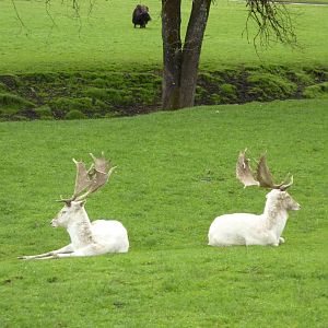 Asian Area -White Fallow Deer