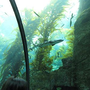 Kelp Forest