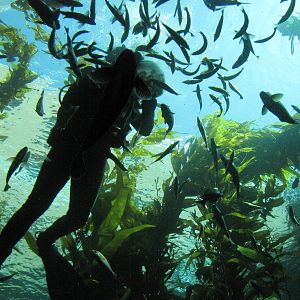 Kelp Forest