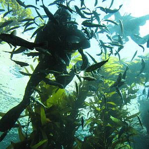 Kelp Forest