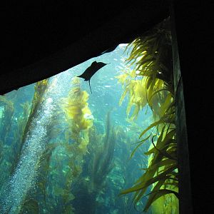 Kelp Forest