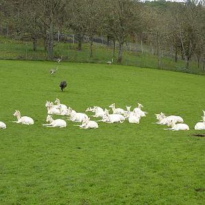 Asian Area - White Fallow Deer/Emu/Rhea