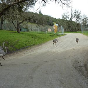 Asian Area - Rheas