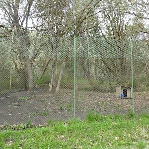 Cheetah Enclosures - 161 Cubs Have Been Born Here
