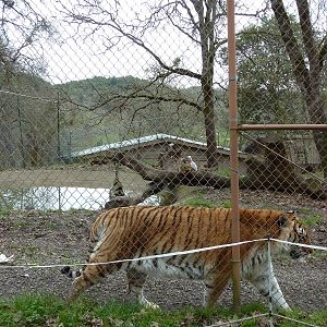Tiger Enclosure