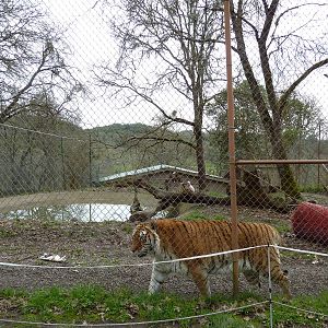 Tiger Enclosure