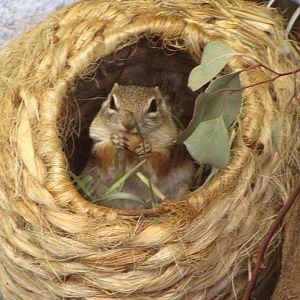 Harris's Antelope Squirrel