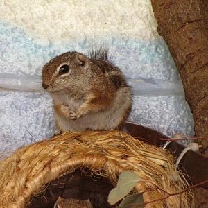 Harris's Antelope Squirrel