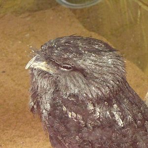 Tawny Frogmouth
