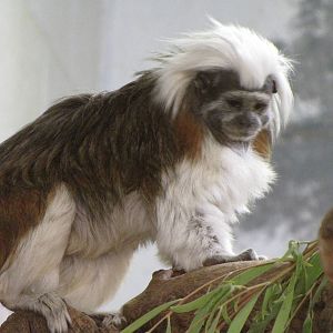 Cotton-top Marmoset