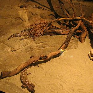 Mexican Beaded Lizard Exhibit: Desert Trail