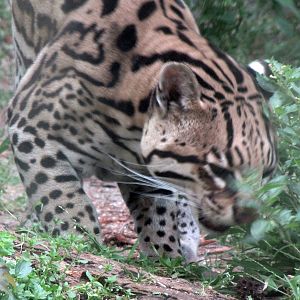 Ocelot