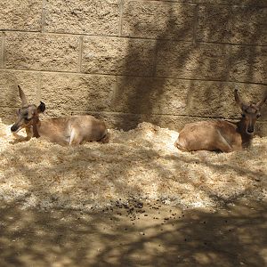 Peninsular Pronghorn Offspring